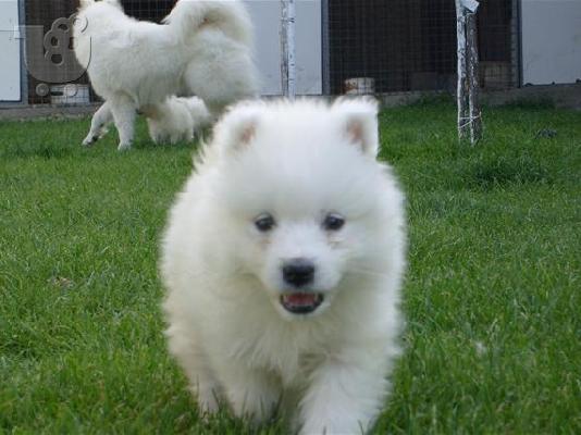 Pomeranian καθαροαιμα θεσσαλονικη 6988190151
